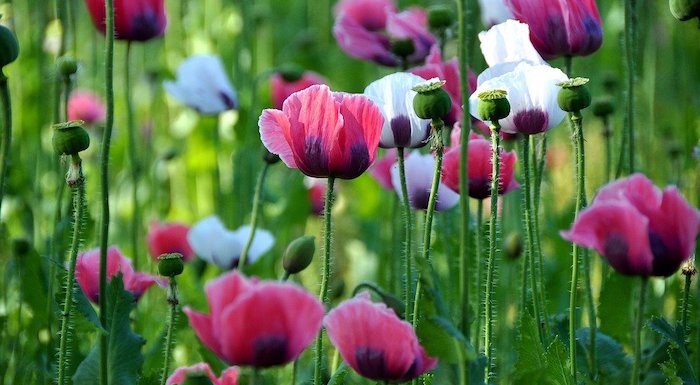 Poppy, Thriving Mohnfeld, Nature, Close Up