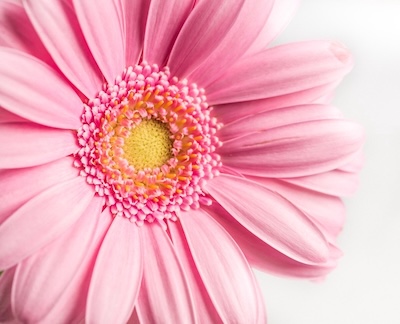 Free Flower Pink photo and picture